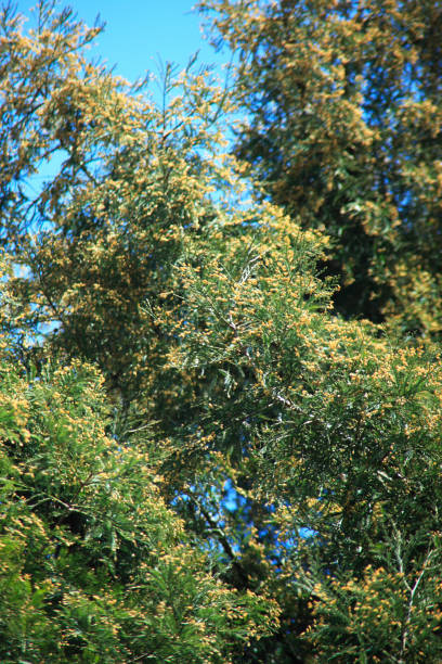 istock Spores of the Cedar 668096374