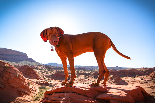 Dog posing on redrock