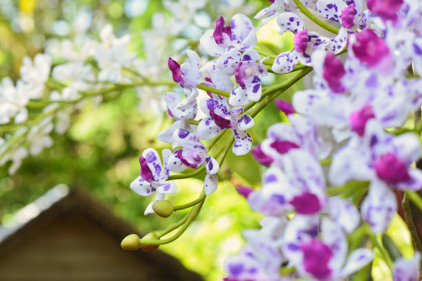 Close up orchids Close up orchids rhynchostylis gigantea orchid stock pictures, royalty-free photos & images