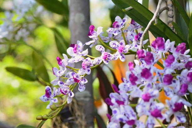 Close up orchids Close up orchids rhynchostylis gigantea orchid stock pictures, royalty-free photos & images