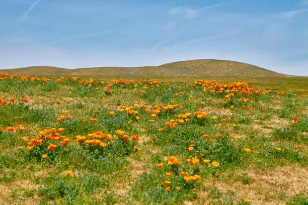 Photo of Fields of California Poppy during peak blooming time, Antelope Valley California Poppy Reserve