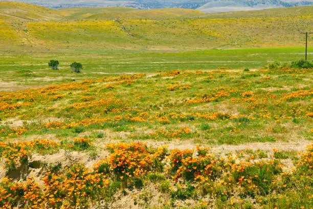 Photo of Fields of California Poppy during peak blooming time, Antelope Valley California Poppy Reserve