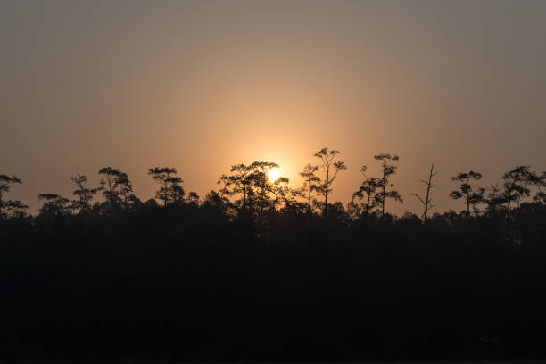 istock Sunrising behind pine trees at Watchan Royal Project (Chiang Mai, Thailand) 668116124