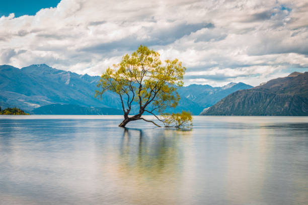 istock Wanaka Tree, Lake Wanaka at sunrise, New Zealand 668123510