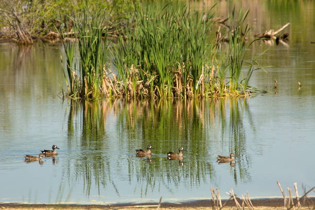 istock Blue winged teal floating on a pond in Georgia. 668124340