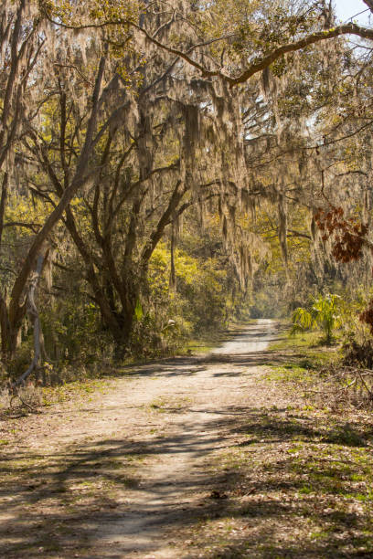 istock Live oak trees draped with Spanish moss make for an iconic scene from the deep South in the backcountry in McIntosh County, Georgia. 668132494