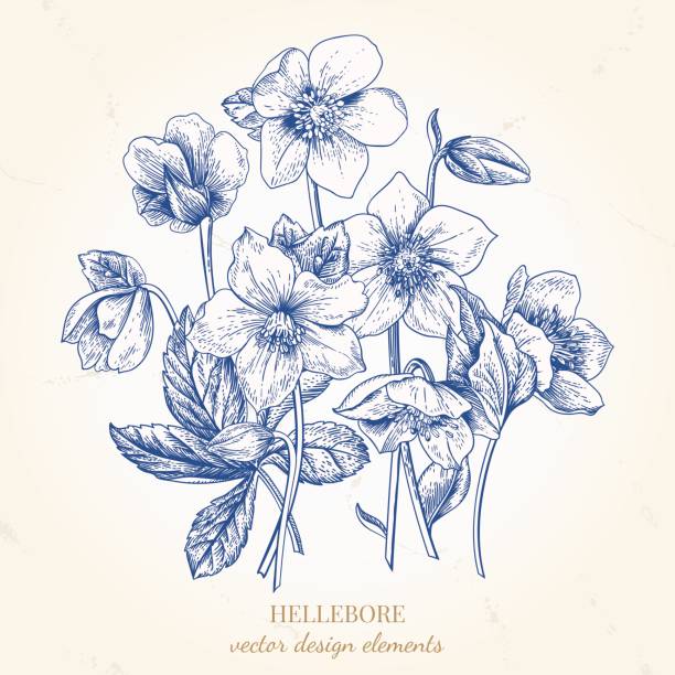 Bouquet of hellebore flowers. Bouquet of hellebore flowers. Vector floral design elements. Botanical illustration. Vintage style. Blue. hellebore stock illustrations