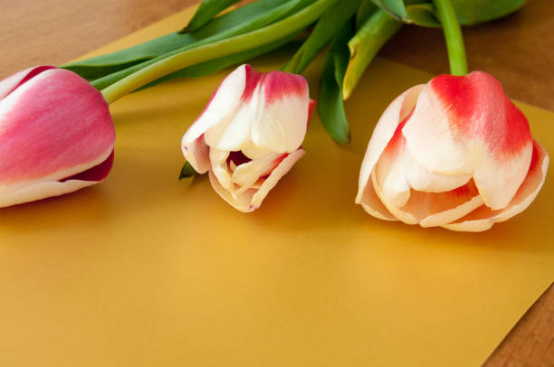 istock Spring tulips lie on a golden background 668133166