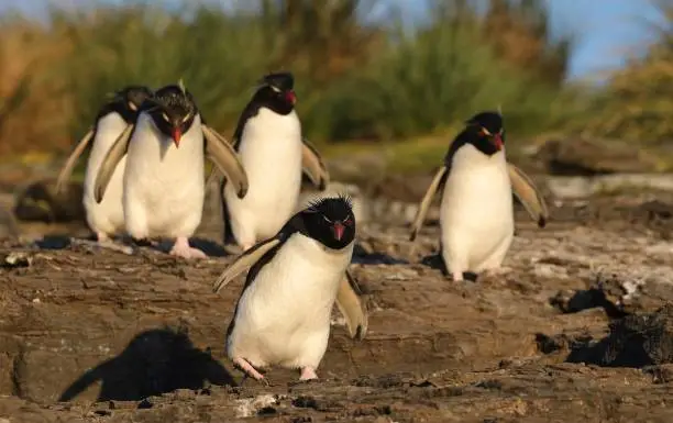 Felsenpinguine auf Bleaker Island-Falklandinseln/Rockhopper Penguins on Bleaker Island-Falkland Islands