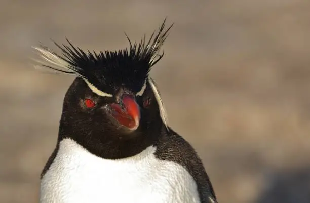 Felsenpinguine auf Bleaker Island-Falklandinseln/Rockhopper Penguins on Bleaker Island-Falkland Islands