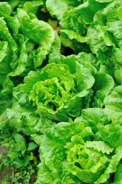 istock green lettuce plants in growth at field 668134604