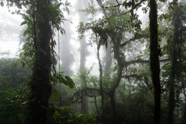 istock Deep in lush foggy rainforest 668137052
