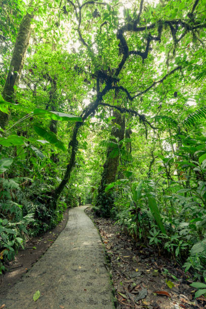 istock Stone path in rainforest Monteverde Costa Rica 668137370