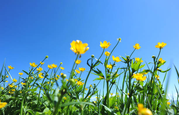 istock Beautiful mountain forest and flowers under blue sky 668137484