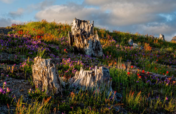 flowers along the ridge - white cliffs imagens e fotografias de stock