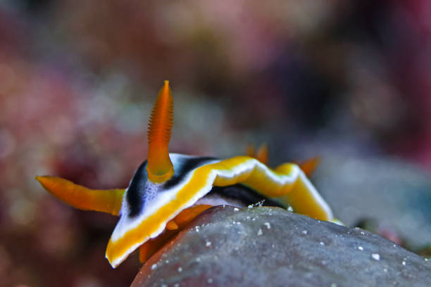 istock Anna's Chromodoris, Anna`s Prachtsternschnecke (Chromodoris annae) 668140664