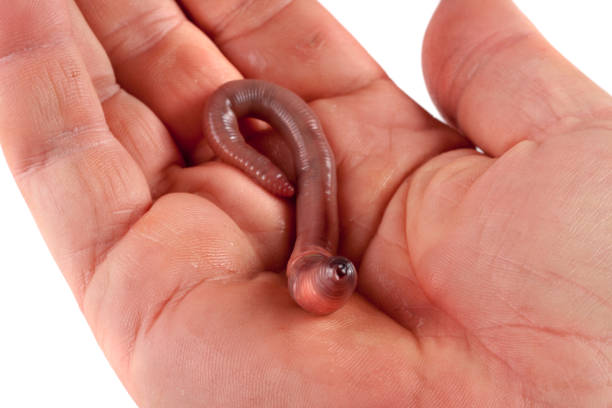 istock Earthworm in hand isolated on white background 668144144