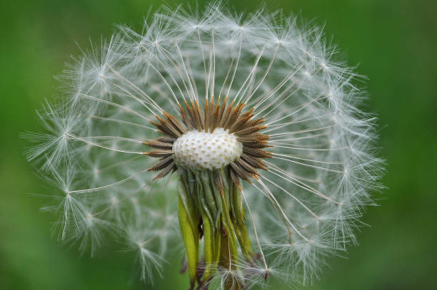 istock Dandelion with seeds blowing away in the wind. 668144380