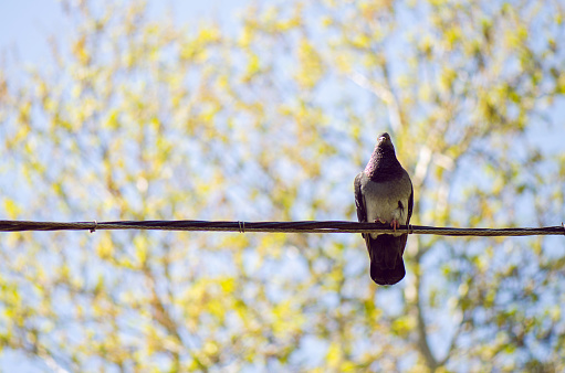 Grey Urban Pigeon On Electric Cable With Blue Sky And Tree Branches
