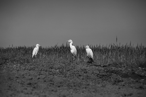 Small group of great egrets sitting in the nature outdoor.