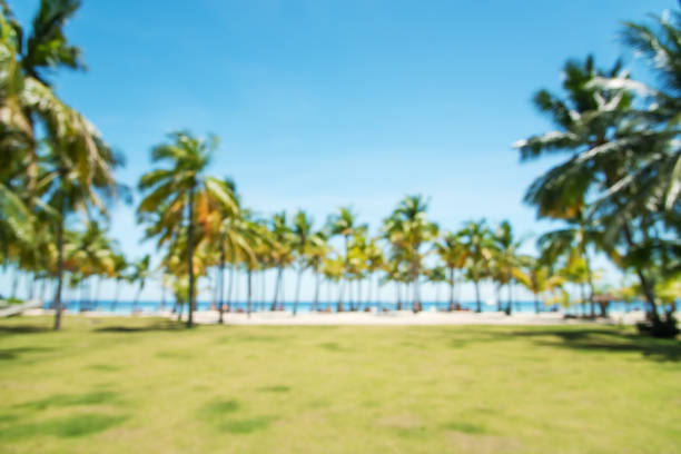 Tropical palm trees  blurred abstract background