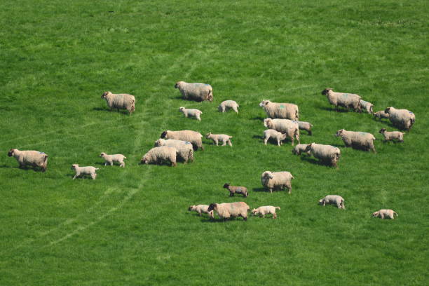 istock Flock of sheep 668154000