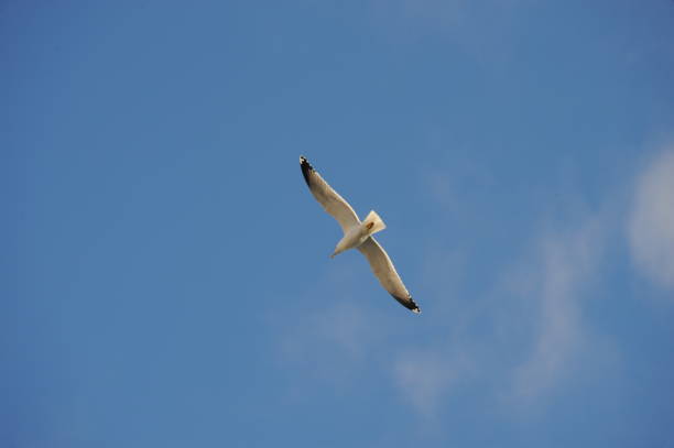 istock Flying seagulls on the Mediterranean in Spain 668154590
