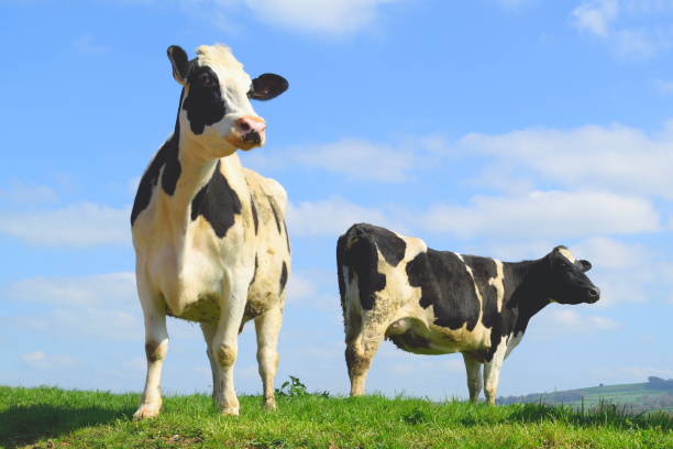 istock British Friesian cow 668154634