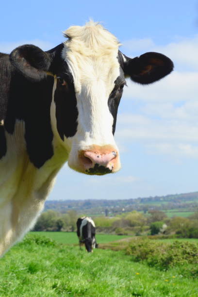 istock British Friesian cow 668155088