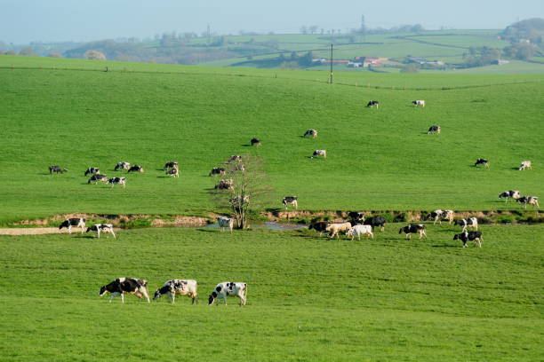 istock British Friesian cows 668155950