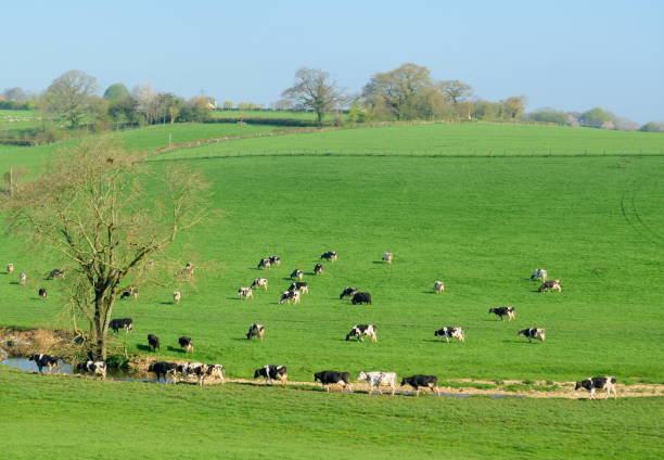 istock British Friesian cows 668157932