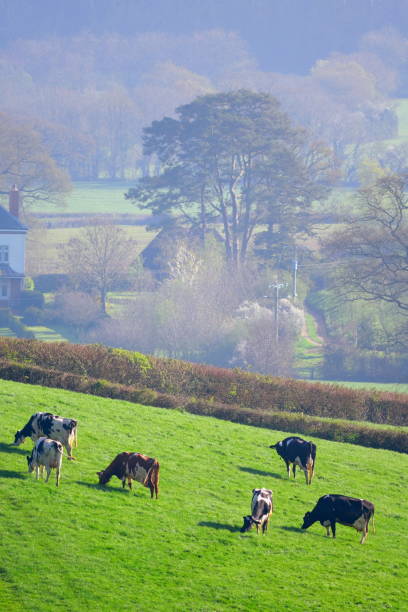 istock British Friesian cows 668158124