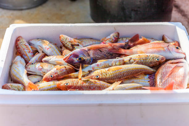 dentici rossi freschi - fish catch of fish seafood red snapper foto e immagini stock