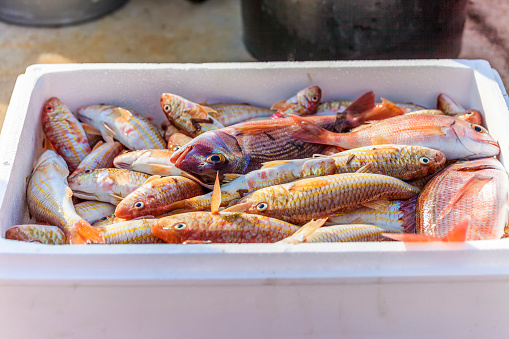 Fisherman's fresh catch of red snappers