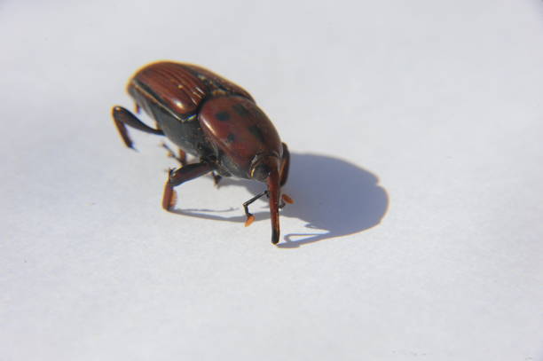 istock Picudo Rojo - Palm weevils in Spain 668158272