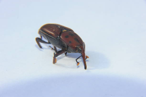 istock Picudo Rojo - Palm weevils in Spain 668158414