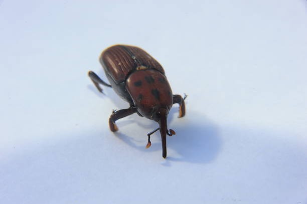 istock Picudo Rojo - Palm weevils in Spain 668158504