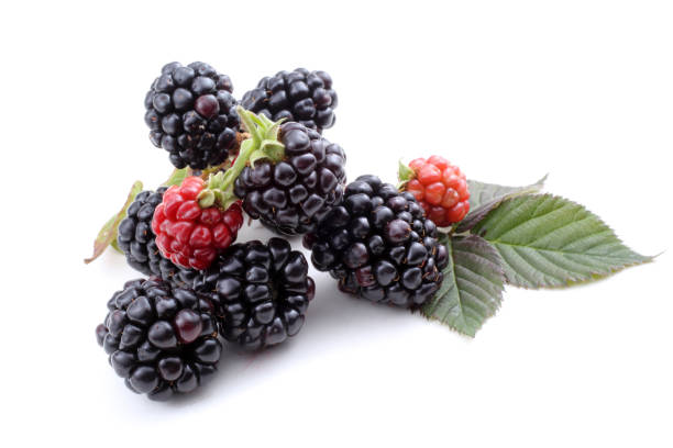 istock Cluster of blackberries 668161332