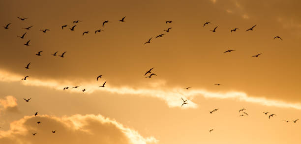 istock a flock of birds at sunset 668161506