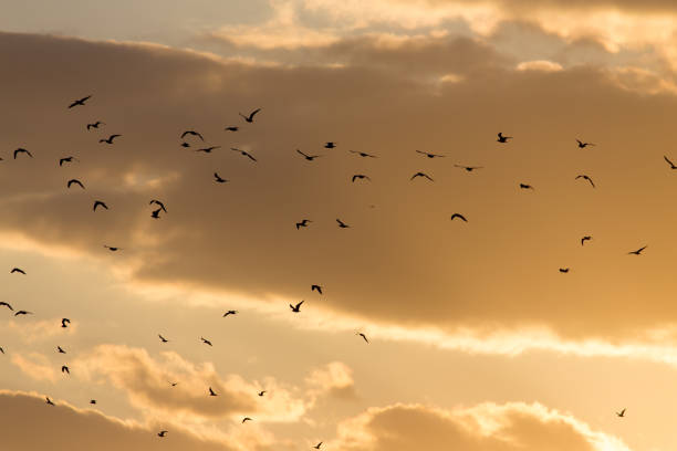istock a flock of birds at sunset 668161560
