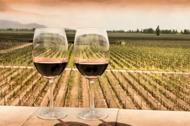 Glasses of red wine and as a background, vineyard crop at sunset. Mendoza, Argentina.