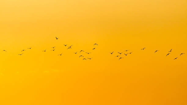 istock a flock of birds at dawn, the sun 668164798