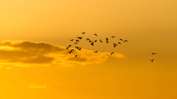 istock a flock of birds at dawn, the sun 668164850