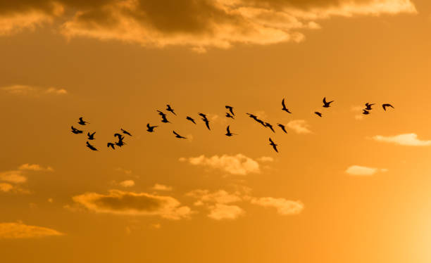 istock a flock of birds at dawn, the sun 668164894