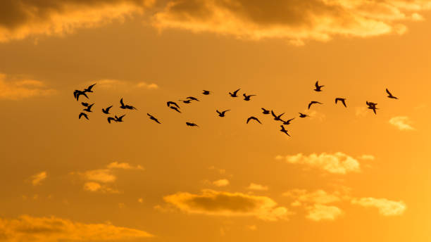 istock a flock of birds at dawn, the sun 668164930