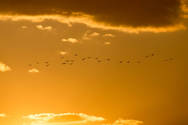 istock a flock of birds at dawn, the sun 668165068