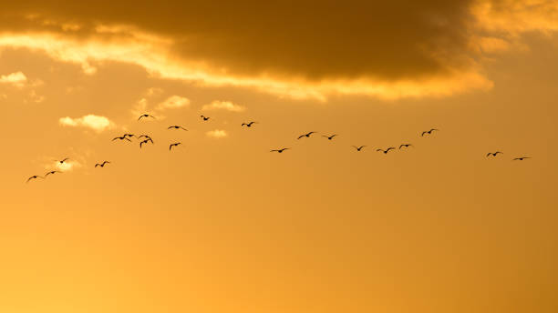 istock a flock of birds at dawn, the sun 668165132