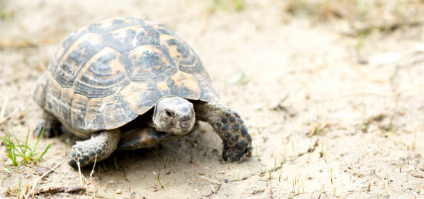 istock Young Turtle Crawling On Muddy Ground In Nature 668171190