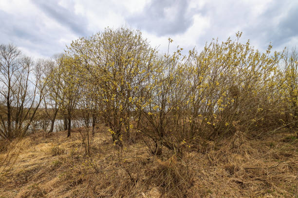 istock Blossom willow trees at spring season. 668174470