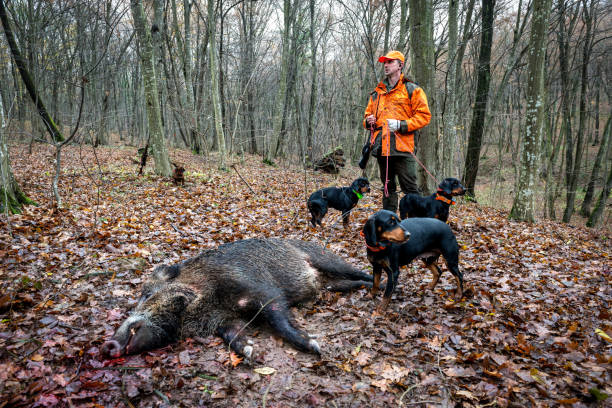 Hunter in the woods Hunter in the forest holding a rifle and his dogs as they stand next to dead wild boar. dead animal stock pictures, royalty-free photos & images